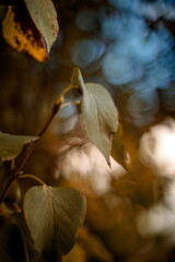 Beautiful Nature Background.Abstract Wallpaper.Celebration, love.Holiday.Artistic Flowers and Plants Art Design.Seasonal Flower.Yellow Colors.