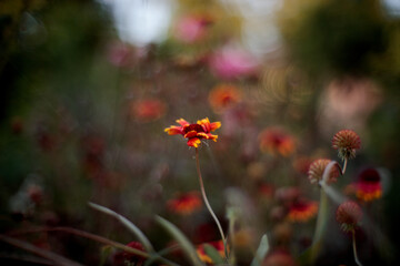 Beautiful Nature Background.Abstract Wallpaper.Celebration, love.Holiday.Artistic Flowers and Plants Art Design.Seasonal Flower.Yellow Colors.