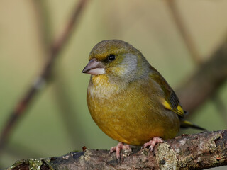 European greenfinch (Chloris chloris)