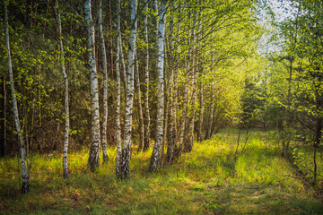 autumn young birch forest in the sunshine