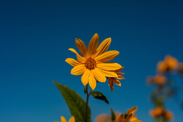 Beautiful,bright yellow sunflowers nature scene. Close-up of wild flowers against sunlight and blue sky