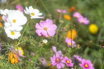コスモス