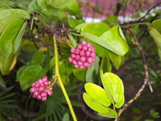Red fruits & vegetables contain nutrients that maintain healthy blood pressure, discourage the growth of tumors, reduce bad cholesterol, reduce the risk of prostate cancer in men, and help prevent red