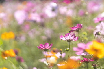 コスモス