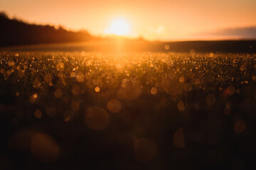 Beautiful close up macro view of a grass meadow with waterdrop details and orange morning sunrise light and blurry dreamy and magic background. Abstract wie of water drops. Harz National Park - obrazy, fototapety, plakaty