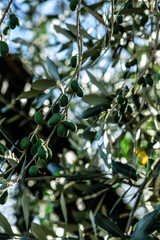 Close up of green olive on an olive tree