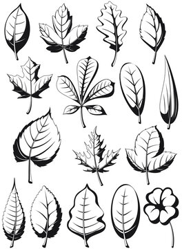 Silhouette plant leaves illustration leaf vector