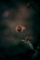 flower of a thistle