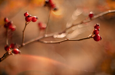 Briar fruits. Artistic image of briar fruits against dreamy,blurry background.