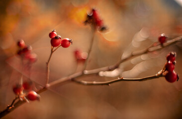 Briar fruits. Artistic image of briar fruits against dreamy,blurry background.