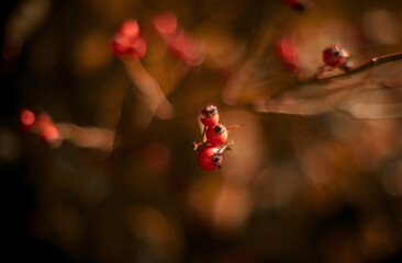 Briar fruits. Artistic image of briar fruits against dreamy,blurry background.