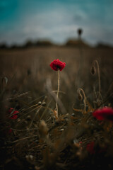 poppy flower in the field
