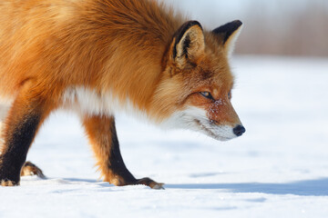 Red fox (Vulpes). Closeup portraits of a fox walking on a snow-covered tundra. A wary predator. Arctic wildlife. Wild animal in its natural habitat. Nature of Chukotka and Siberia. Far East of Russia.