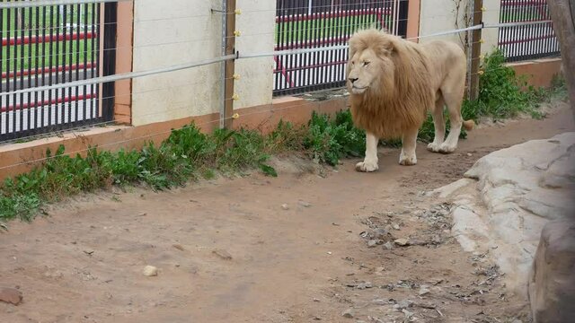 The lion walks near the cage in the aviary..