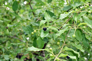 Image Showing Santalum Album Sandalwood fruits leaves small branches