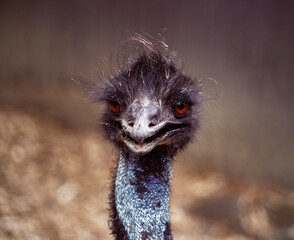 Ostrich having a bad hair day