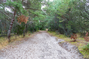 foresreservet road through the Curonian spit