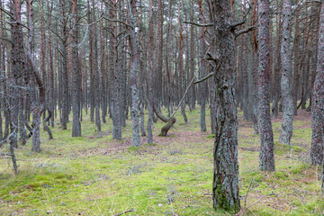 nature reserve, Curonian spit, dancing forest