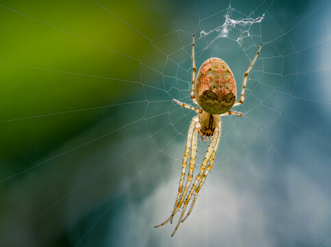 Spider Web