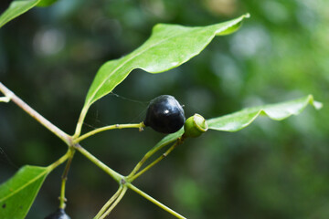 One black Santalum Album Sandalwood fruit with leaves