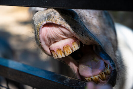 Horse's mouth and teeth close up
