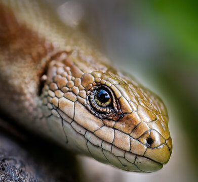 lizzard macro
