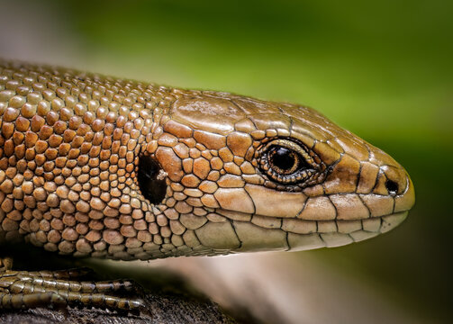 lizzard macro