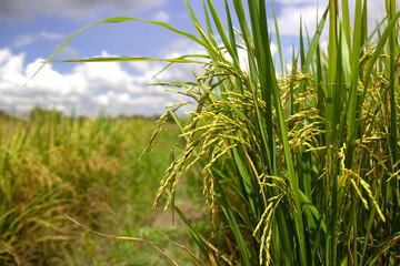Rice spike in rice field