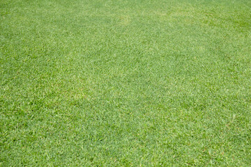 Texture of green grass field background