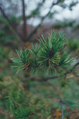 Evergreen branches of pine, spruce, fir close-up.