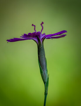 Flower in nature