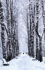 Snow-covered alley. Cold winter day