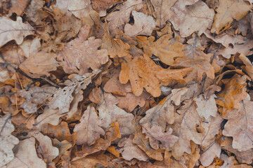 Autumn background: orange oak leaves flying from trees on the ground in the park.