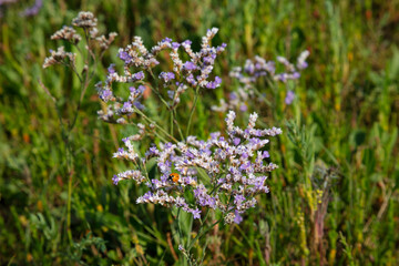 Strandflieder (Limonium vulgare) auch Halligflieder genannt, Nationalpark, UNESCO-Weltnaturerbe Wattenmeer, Nordstrand, Borkum, Ostfriesische Insel, Ostfriesland, Niedersachsen, Deutschland