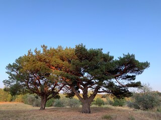 apple tree in autumn