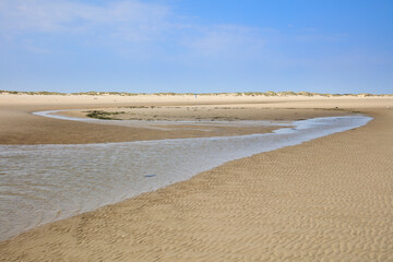 Pril im Watt, Nationalpark, UNESCO-Weltnaturerbe Wattenmeer, Nordstrand, Borkum, Ostfriesische Insel, Ostfriesland, Niedersachsen, Deutschland, Europa