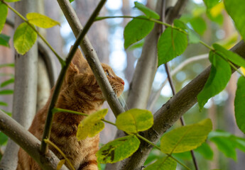 red cat climbs a tree in the garden
