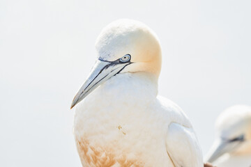 One wild bird head in the wild, Morus bassanus, Northern Gannet on the island of Heligoland on the North Sea in Germany