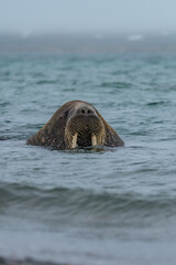 Fototapeta premium Walrus