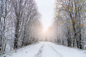 Winter road through the forest	