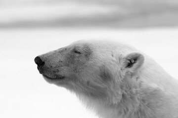 Polar bear