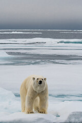 Polar bear