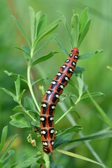 caterpillar on leaf