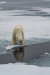 Fototapeta premium polar bear in the snow