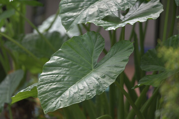 Big taro leaves like those in anime