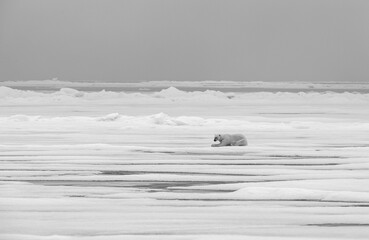 polar bear