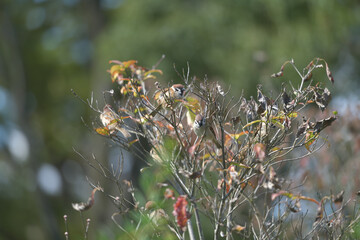 Dead tree, leaves and branches of a sparrow