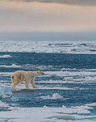 Fotobehang Ijsbeer polar bear  © Dalida Innes
