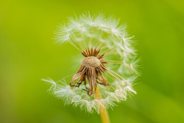 野原のタンポポの綿毛