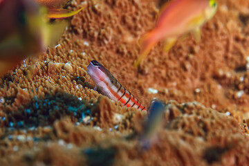 coral reef macro / texture, abstract marine ecosystem background on a coral reef